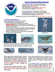 Guide to Reporting Whale Sightings - FlaglerLive