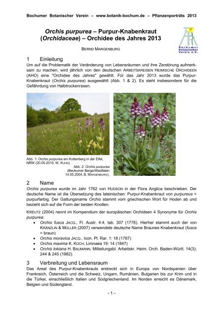 Orchis purpurea - Arbeitskreis Heimische Orchideen Nordrhein ...