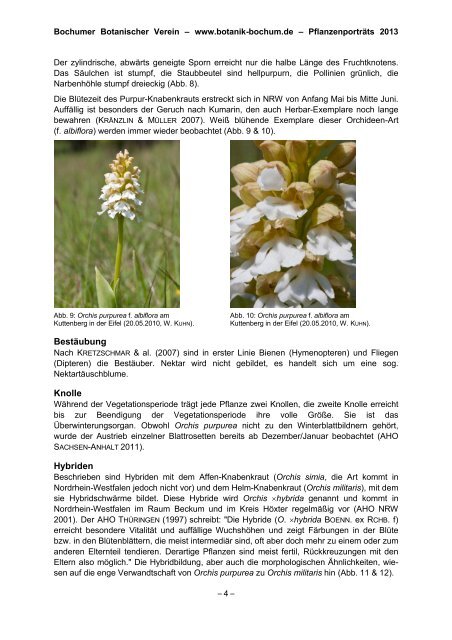 Orchis purpurea - Arbeitskreis Heimische Orchideen Nordrhein ...