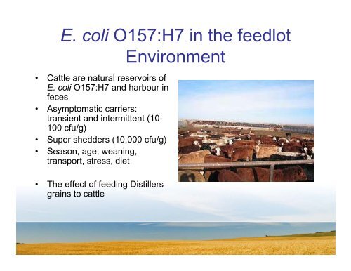 Bacteriophage application for elimination of E coli for elimination of ...