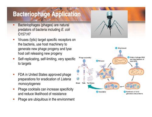 Bacteriophage application for elimination of E coli for elimination of ...