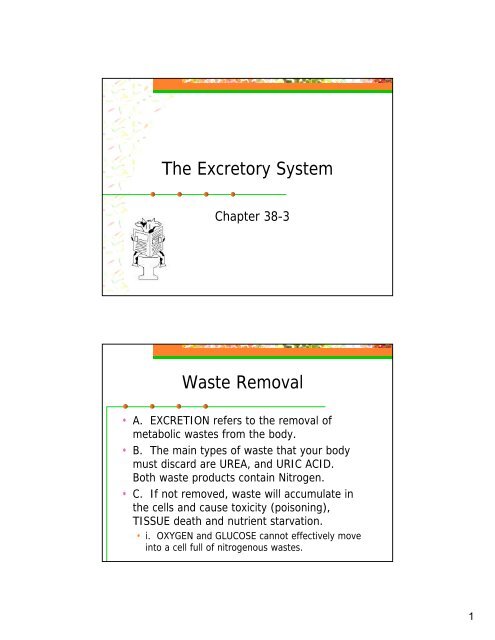 Anatomy Notes 9 The Excretory System - Hart High School