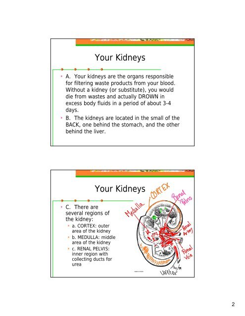 Anatomy Notes 9 The Excretory System - Hart High School