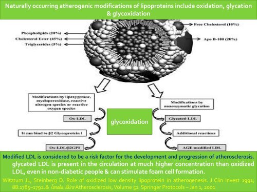 Role of glycated LDL in diabetic atherosclerosis