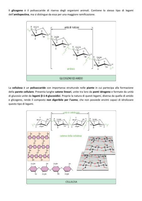 IL METABOLISMO GLUCIDICO RICHIAMI SULLA ... - life and fitness