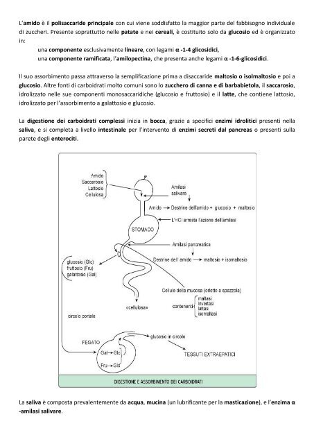 IL METABOLISMO GLUCIDICO RICHIAMI SULLA ... - life and fitness