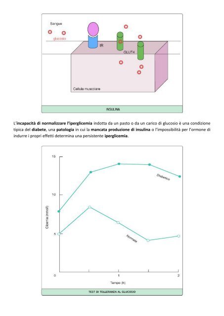 IL METABOLISMO GLUCIDICO RICHIAMI SULLA ... - life and fitness