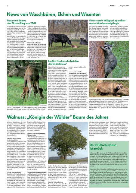 Walnuss: „Königin der Wälder“ Baum des Jahres - Landesbetrieb ...