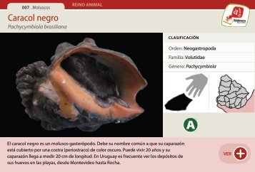 Caracol negro - Manosanta