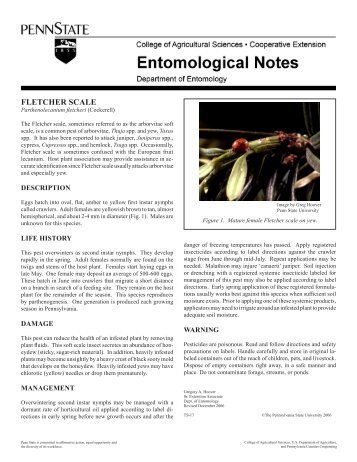 PDF version of Fletcher Scale Fact Sheet - Entomology - Penn State ...