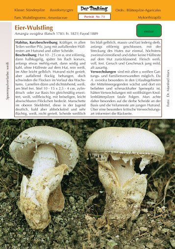 Eier-Wulstling Amanita ovoidea - Tintling