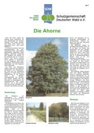Die Ahorne - Schutzgemeinschaft Deutscher Wald