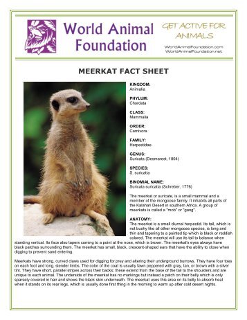 MEERKAT FACT SHEET - World Animal Foundation