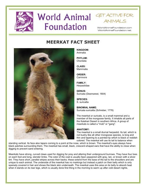 MEERKAT FACT SHEET - World Animal Foundation