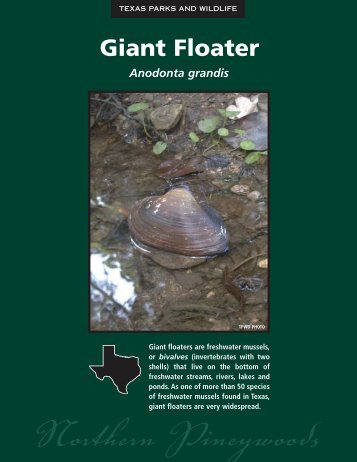 Giant Floater - The State of Water