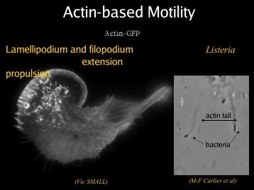 Actin-based Motility - WPI