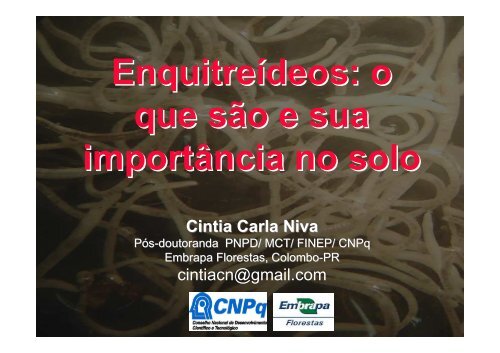 Enquitreídeos: o que são e sua importância no solo - Fundagres