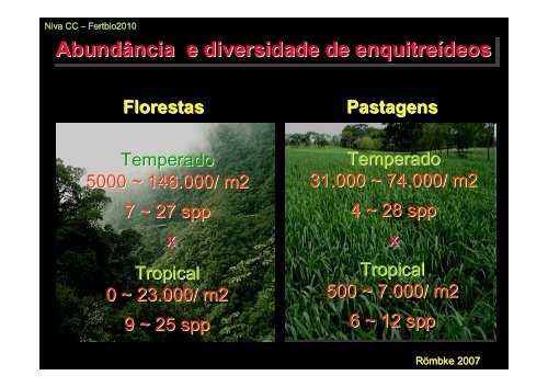 Enquitreídeos: o que são e sua importância no solo - Fundagres