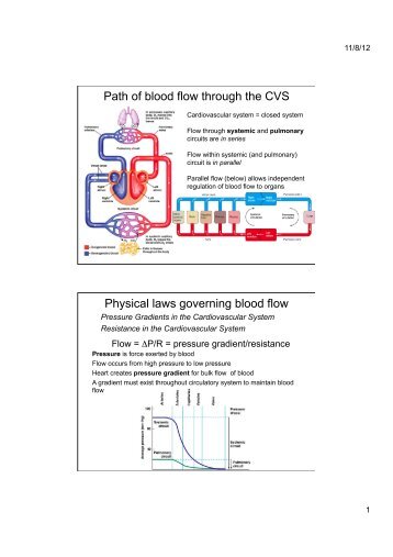 Path of blood flow through the CVS Physical laws governing blood ...