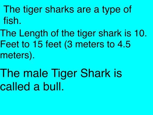 Tiger Sharks