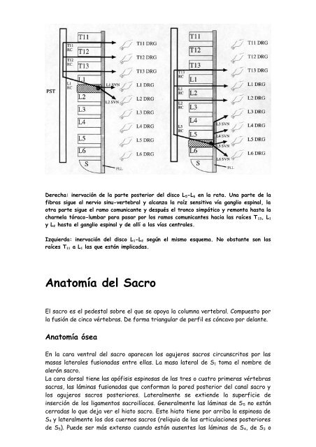 Raquis Lumbar - sofmmoo