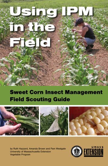 Sweet Corn Guide Insect Management Scouting ... - UMass Extension