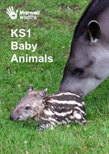 KS1 Baby Animals - Marwell Wildlife