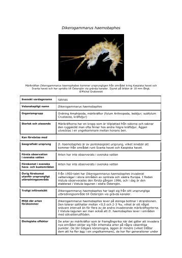 Dikerogammarus haemobaphes - FrÃ¤mmande arter i svenska hav