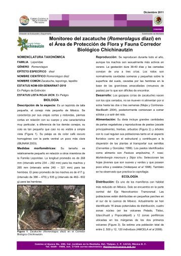 Monitoreo del zacatuche (Romerolagus diazi) en el Ãrea ... - Conanp