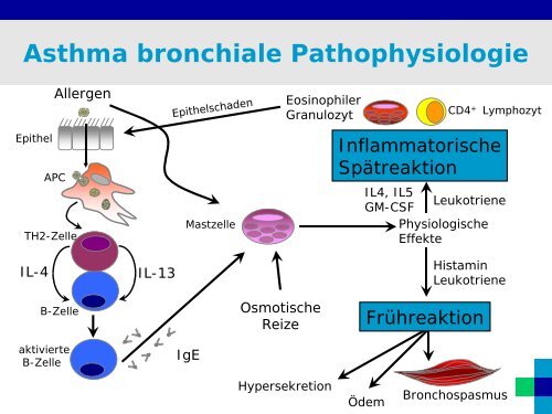 Symptome des Asthma bronchiale - Medizin 1