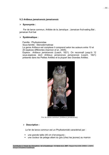 Contribution Ã  l'Ã©tude des ChiroptÃ¨res de la Guadeloupe