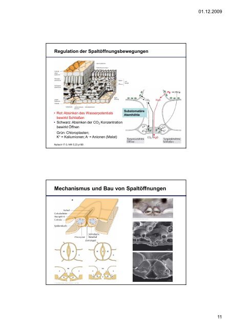 download pdf Pflanzenphysiologie 4: ÃƒÂ–kophysiologiedes ... - ZMBH