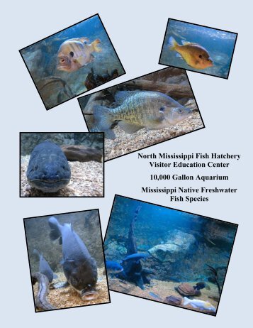 North Mississippi Fish Hatchery Visitor Education Center â 10,000 ...
