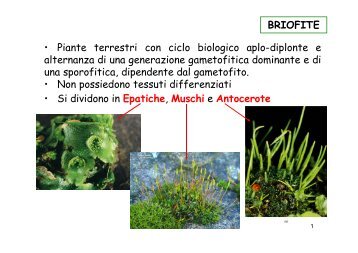 BRIOFITE â¢ Piante terrestri con ciclo biologico aplo ... - Sdasr.unict.it