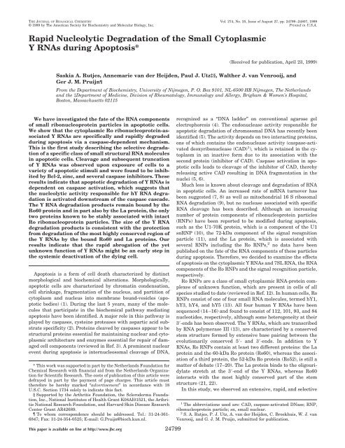 Rapid Nucleolytic Degradation of the Small Cytoplasmic Y RNAs ...