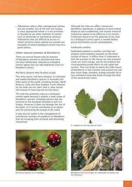 Blackberry control manual - Weeds Australia