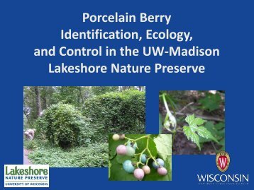 Porcelain Berry Identification, Ecology, and Control in the UW ...