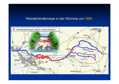 Wiederansiedlung von Meerforelle und Lachs im ... - Wanderfische