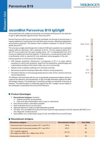MIKROGEN recomBlot Parvovirus B19 IgG/IgM Parvovirus B19