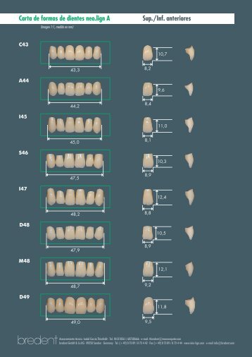 Carta de formas de dientes neo.lign A Sup./Inf ... - Bitdental.com