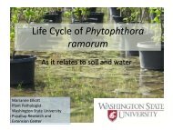 Life Cycle of Phytophthora ramorum - Forest Phytophthoras of the ...