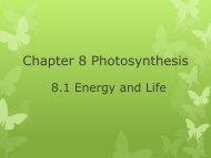 Chapter 8 Photosynthesis 2011.pdf
