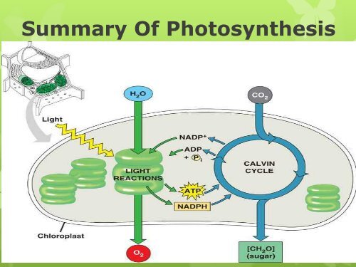 Chapter 8 Photosynthesis 2011.pdf