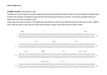 Restiction map (pdf) - Evrogen