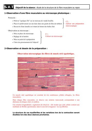 1-Observation d'une fibre musculaire au microscope photonique : 2 ...