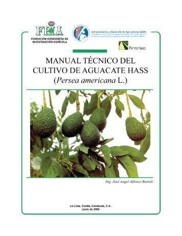 FERTILIZACION AGUACATE fertilizacion aguacate: