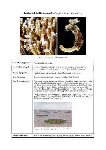 Ficopomatus enigmaticus - FrÃ¤mmande arter i svenska hav