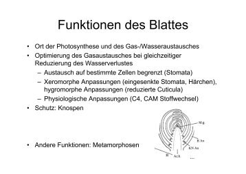 Funktionen des Blattes