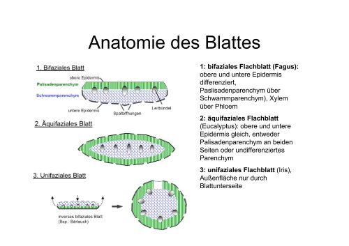 Funktionen des Blattes