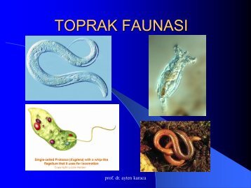 toprak faunasÄ±